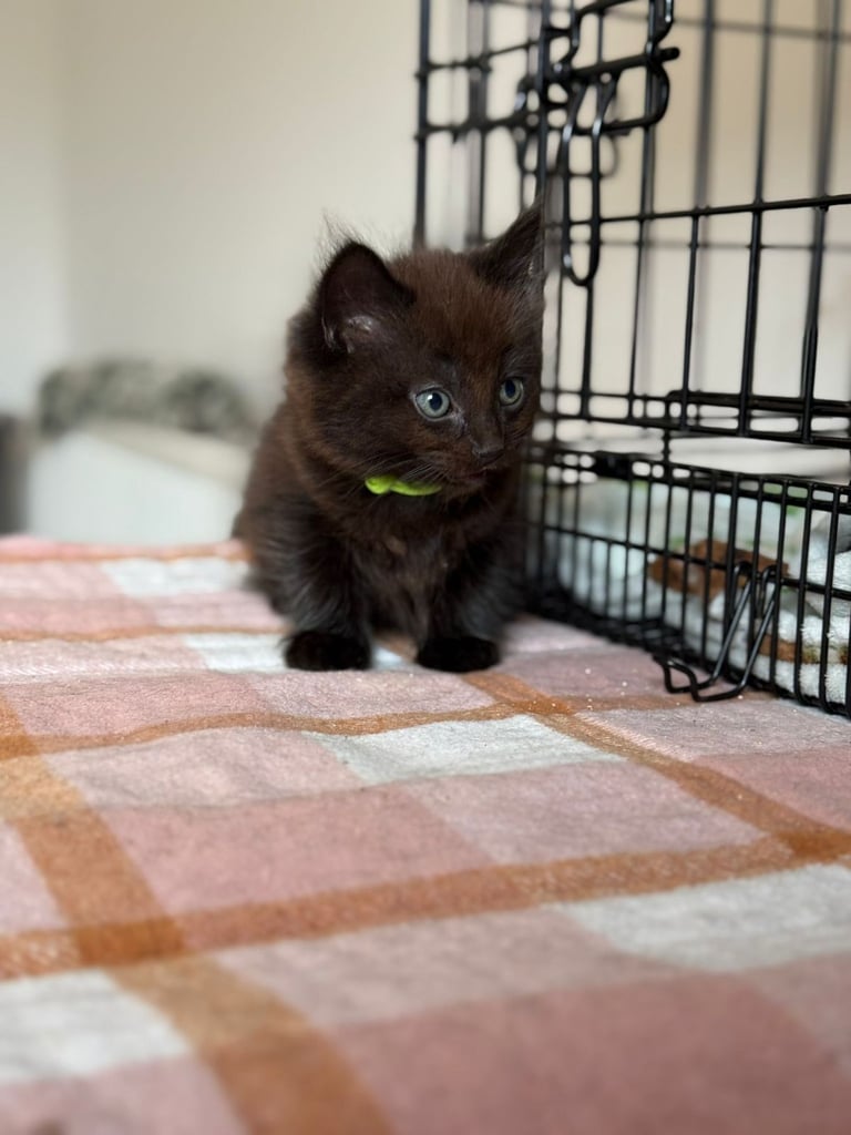 Male kittens (2 left)