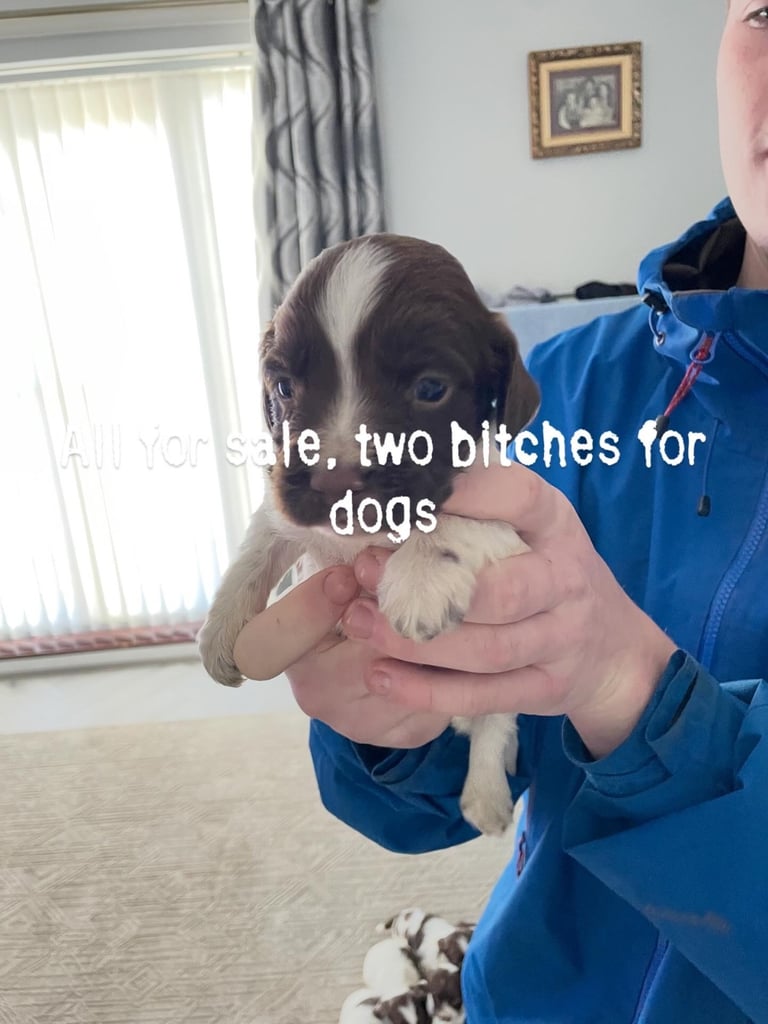 image for Springer spaniels for sale