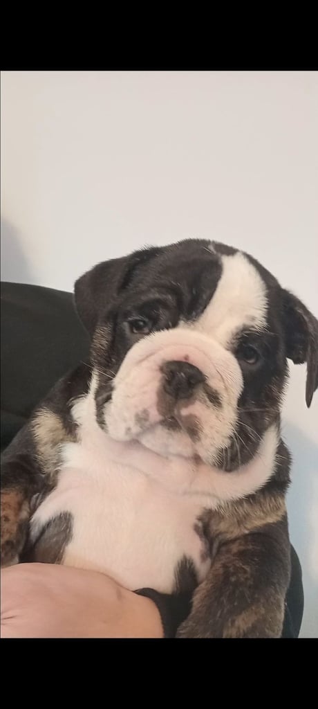 English bulldog puppies