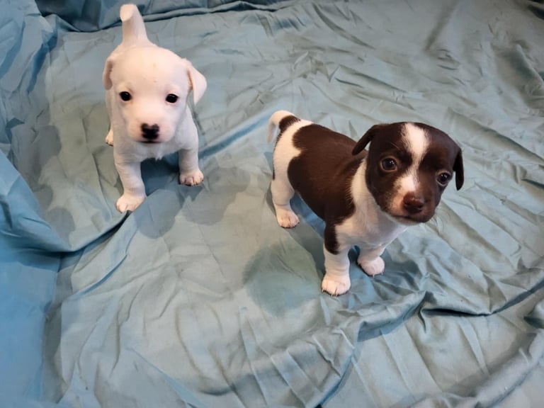 Jackie russell puppies 