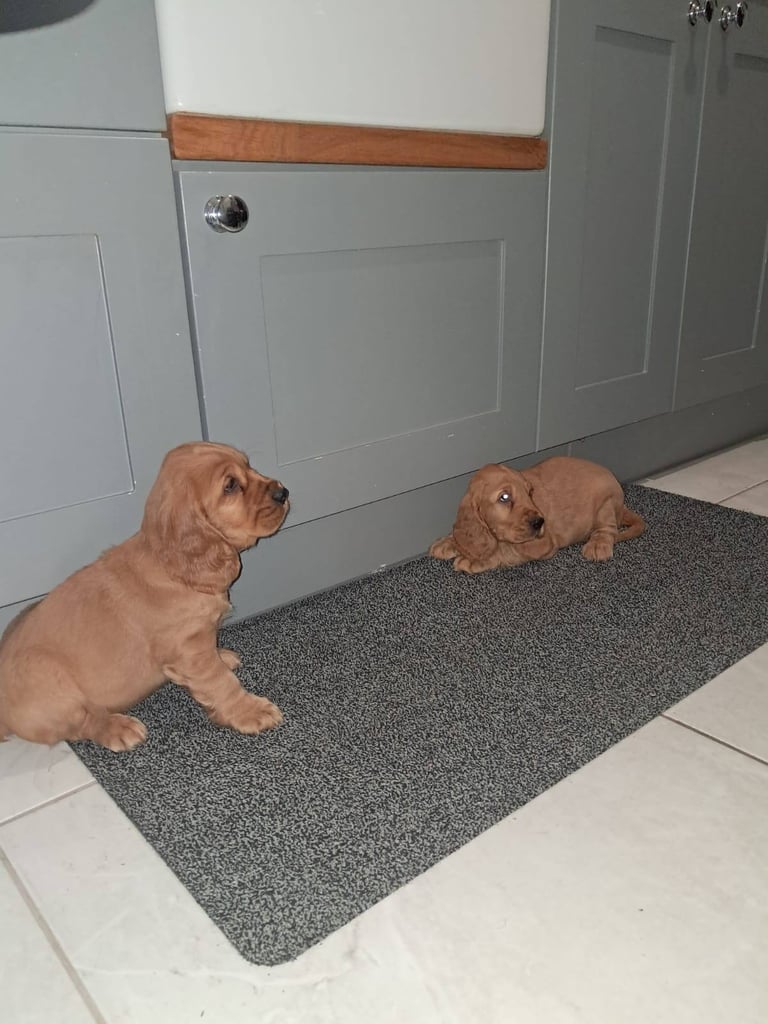 Cocker spaniel pups for sale