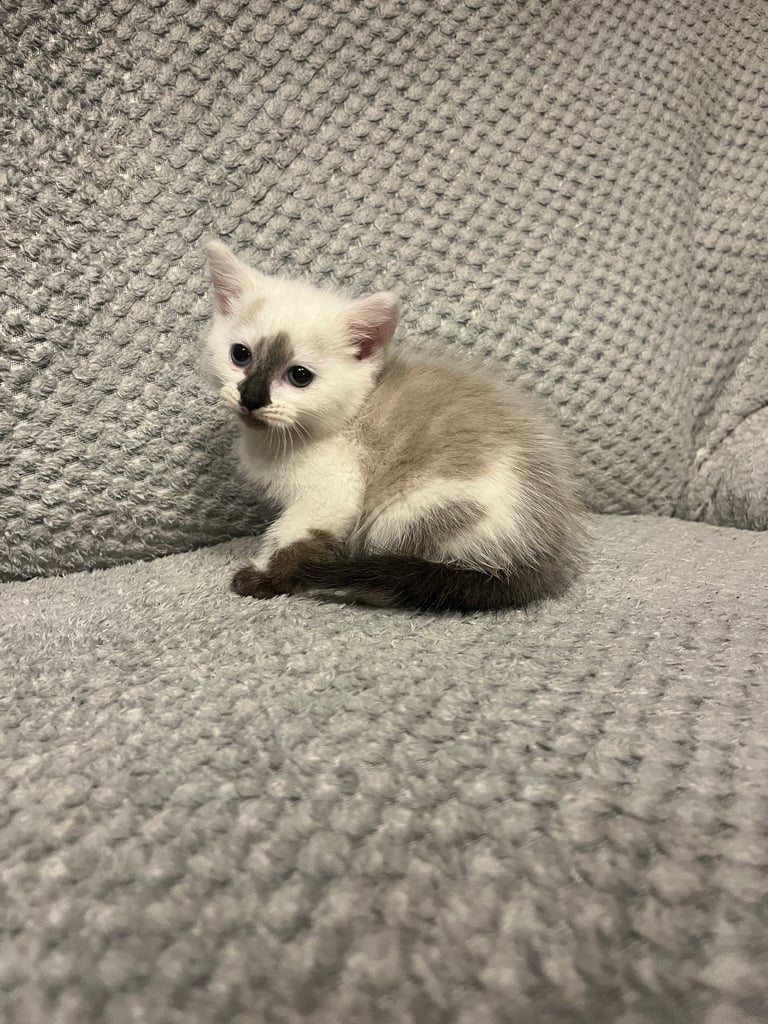 Snowshoe X Birman kittens for sale 