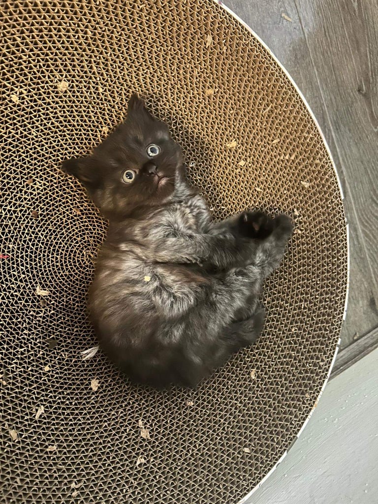 4 Girl kittens 1/2 Ragdoll 1/2 british blue mix.