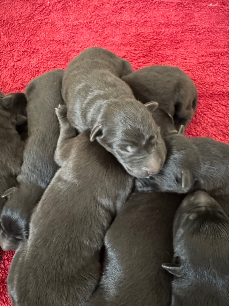 German shepherd puppies 