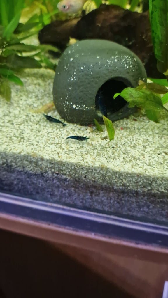 image for Blue diamond shrimps 
