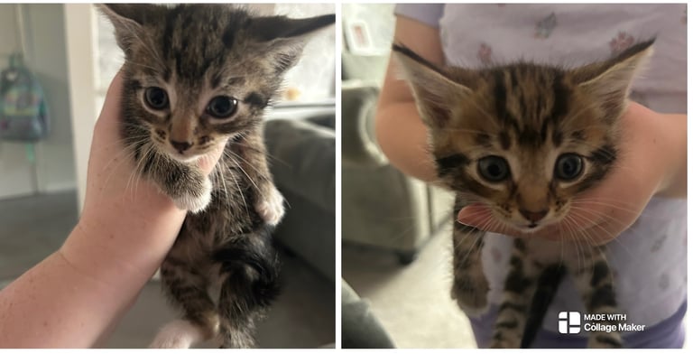 Kittens for sale ready to leave now
