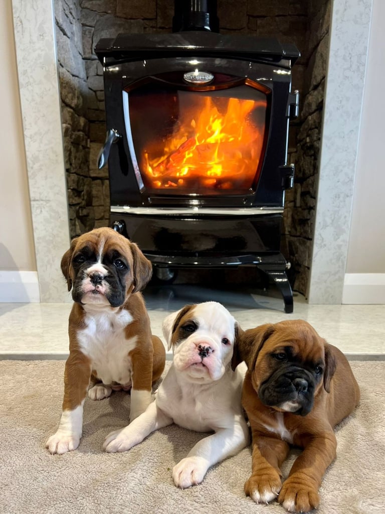 *Boxer puppies for sale*