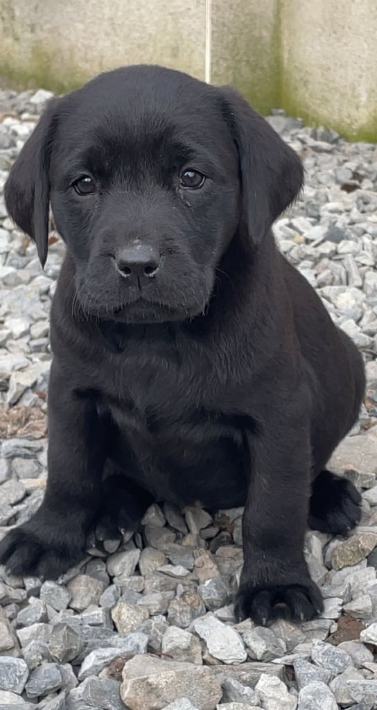 Just 3 females cracking pups left 