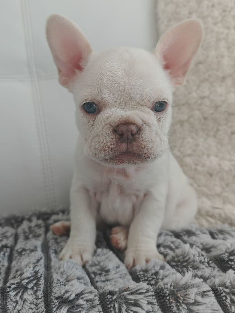 LAST ONE!! PRICE DROP !!PLATINUM MALE Chocolate merle and lilac fluffy carriers french bulldog