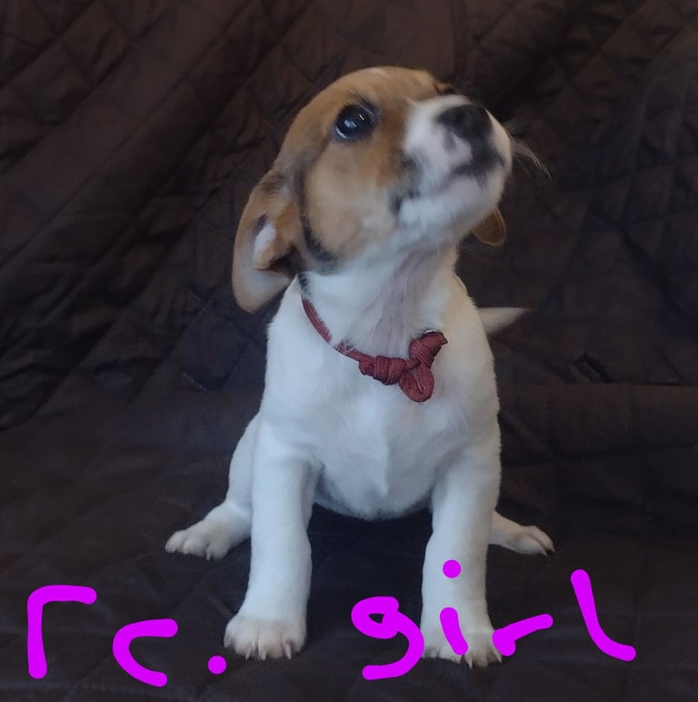Beautiful jack Russell puppies 