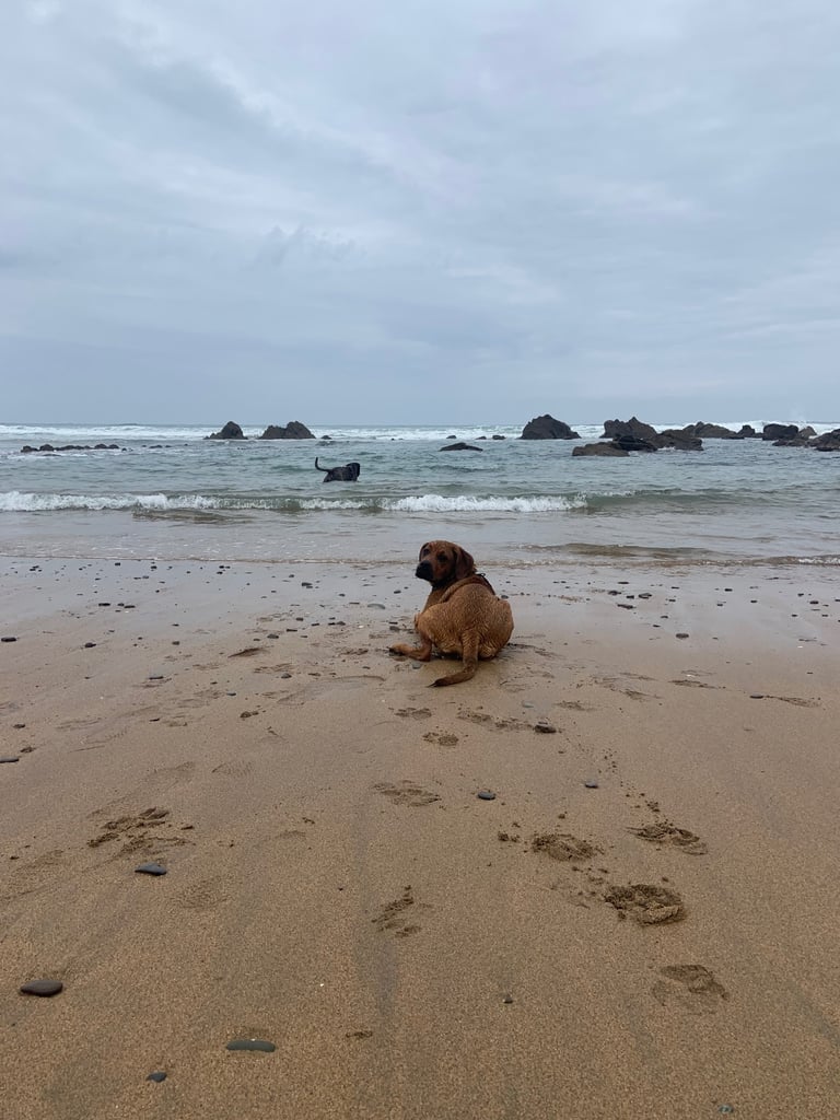 Forever home wanted 