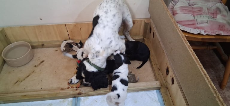 Sprocker spaniel  puppys