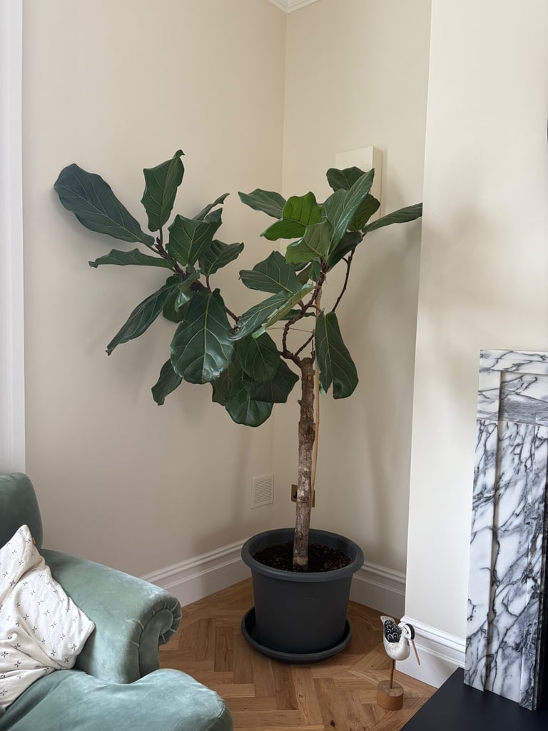 image for Beautiful fiddle leaf fig tree 