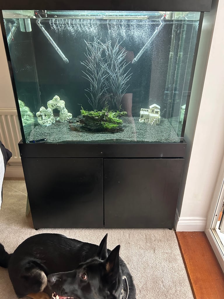 420l tropical tank set up