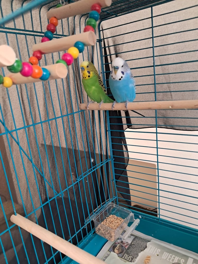 Two budgies must go together