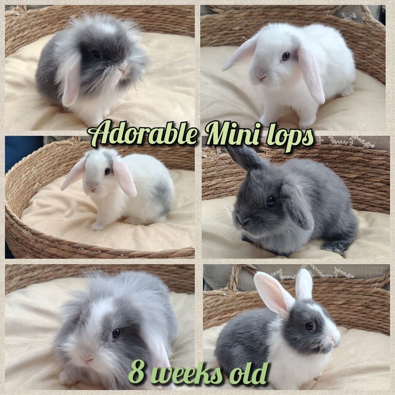 image for Adorable mini lop baby rabbits 