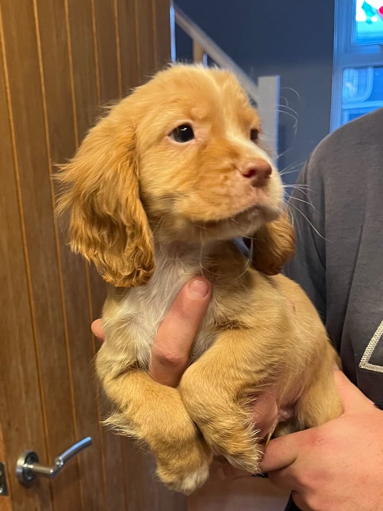 Cocker spaniel pups health tested 