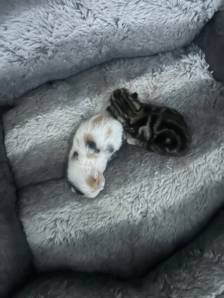 image for Gorgeous Kittens