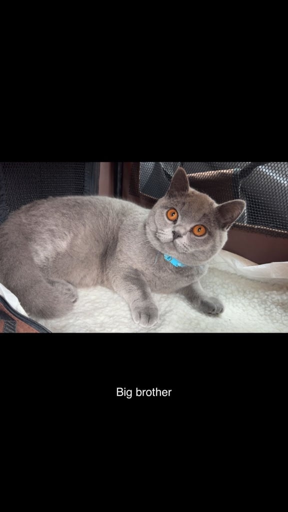 1 Beautiful British Shorthair Girl
