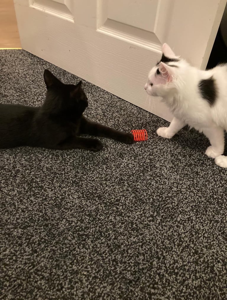 2 beautiful baby boy kittens 💕