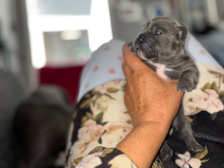 K c Frenchie puppies 