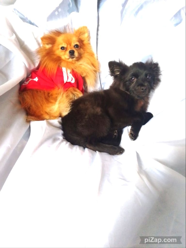 kind fluffy pom good with cats we have one and great with dogs