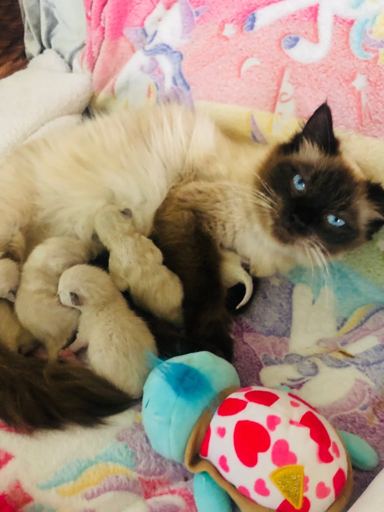 Ragdoll kitten