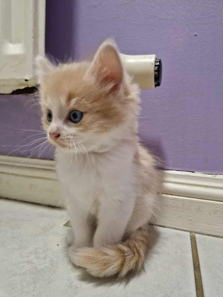 Ragdoll x Calico Kittens