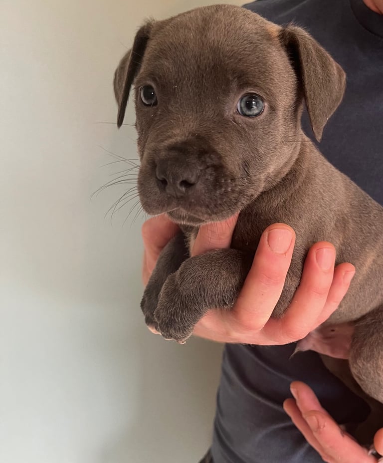 staffy pups for sale