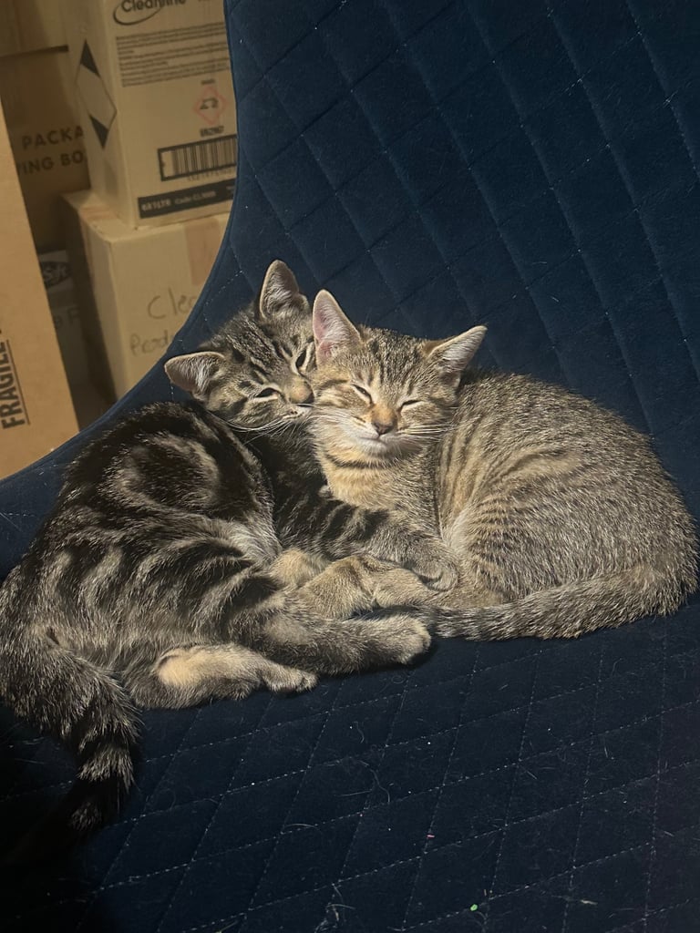 Cats to sale/they have already been sold