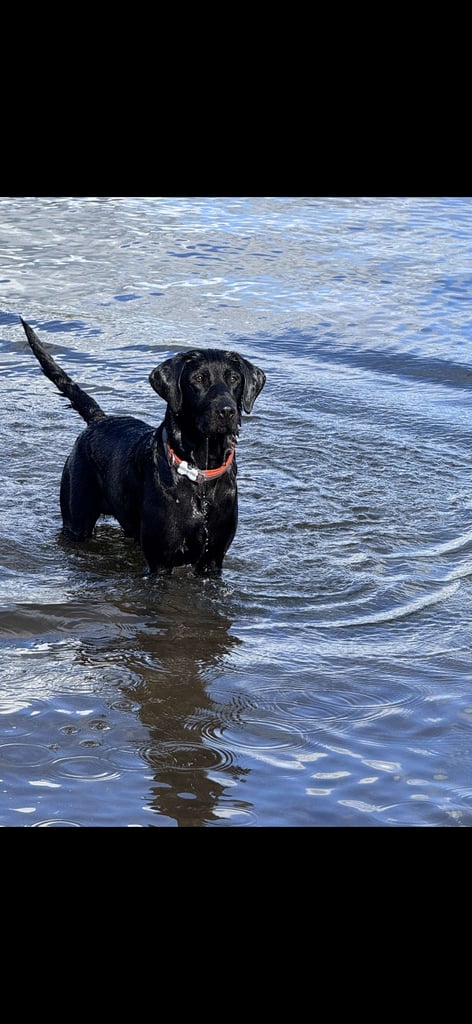 image for Male lab