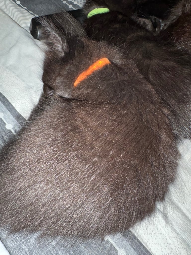 Bengal cross kittens 