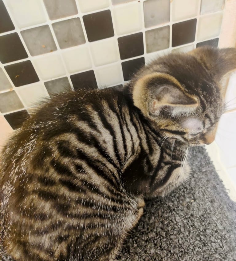 Striped tabby male kitten