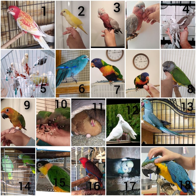 Birds - Cockatiels Budgies Canaries Finches Canarys