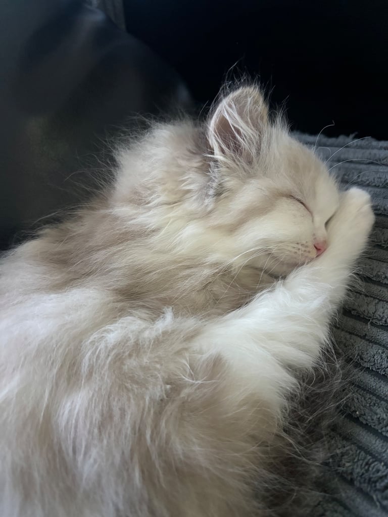 ragdoll x persian last boy available 