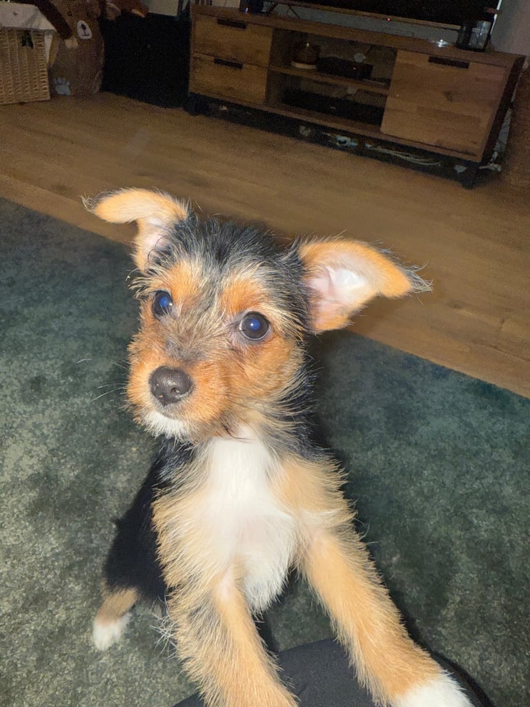 Yorkshier puppy for sale