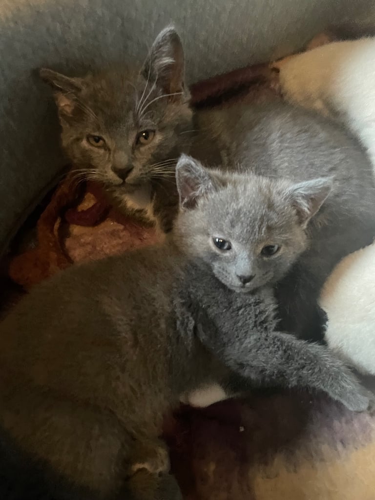 Russian Blue x kittens 
