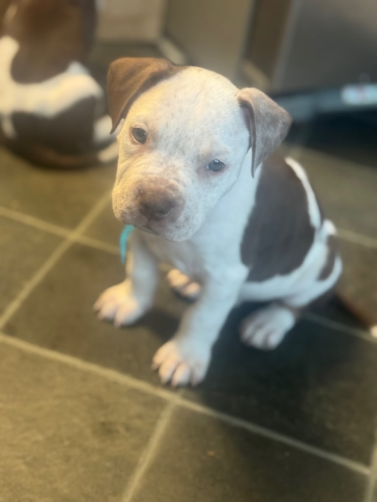 Beautiful American bulldogs 