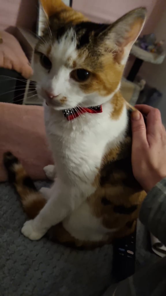 Beautiful Calico 2 year old cat looking for a forever home