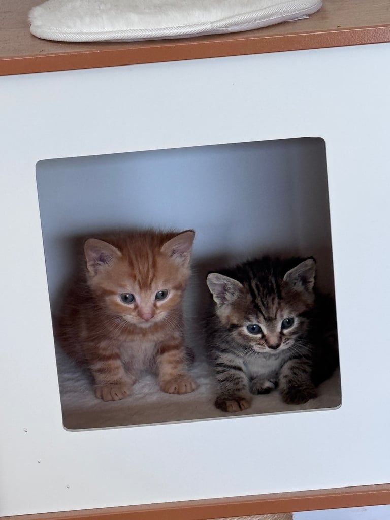 Gorgeous affectionate fluffy kittens 