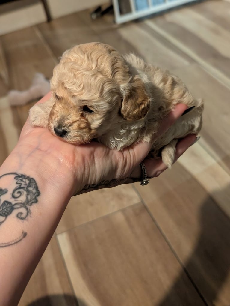 Toy poodle puppy 