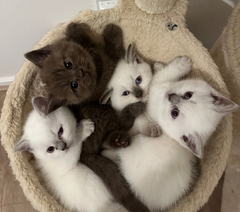 Beautiful British Short Hair Kittens 
