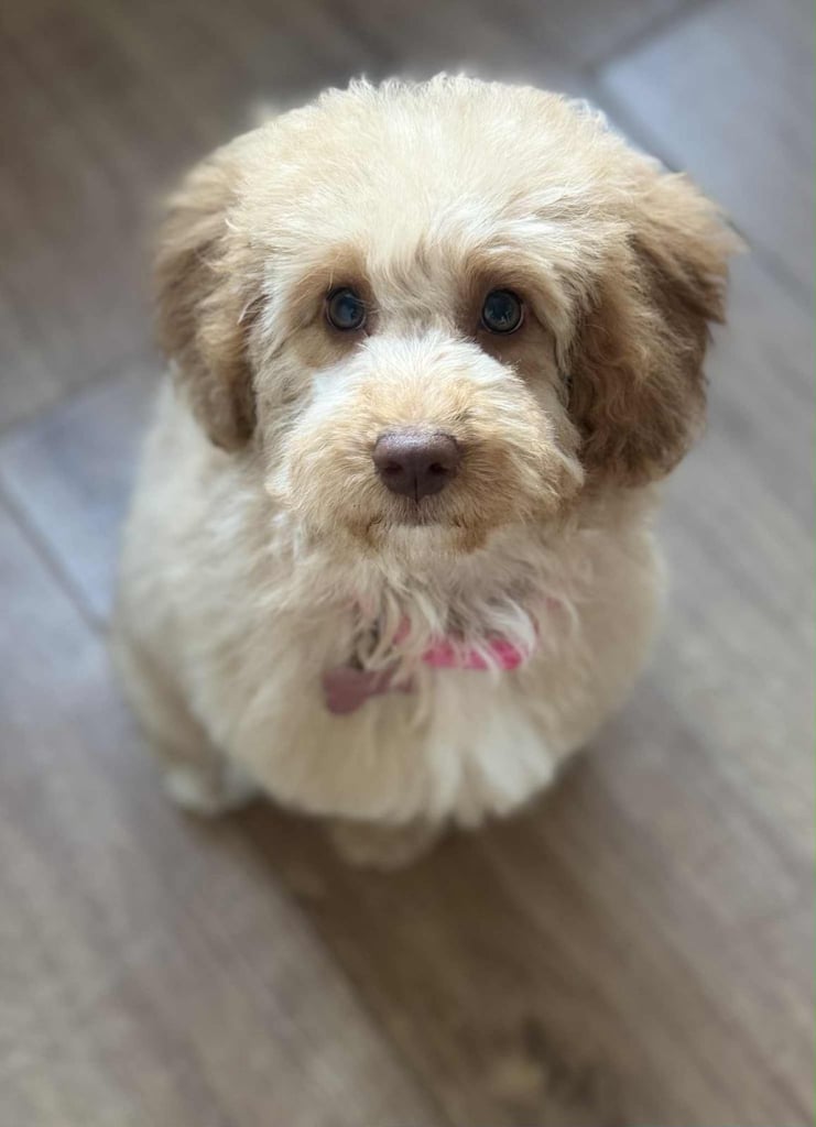 Beautiful 6month cockapoo bitch 