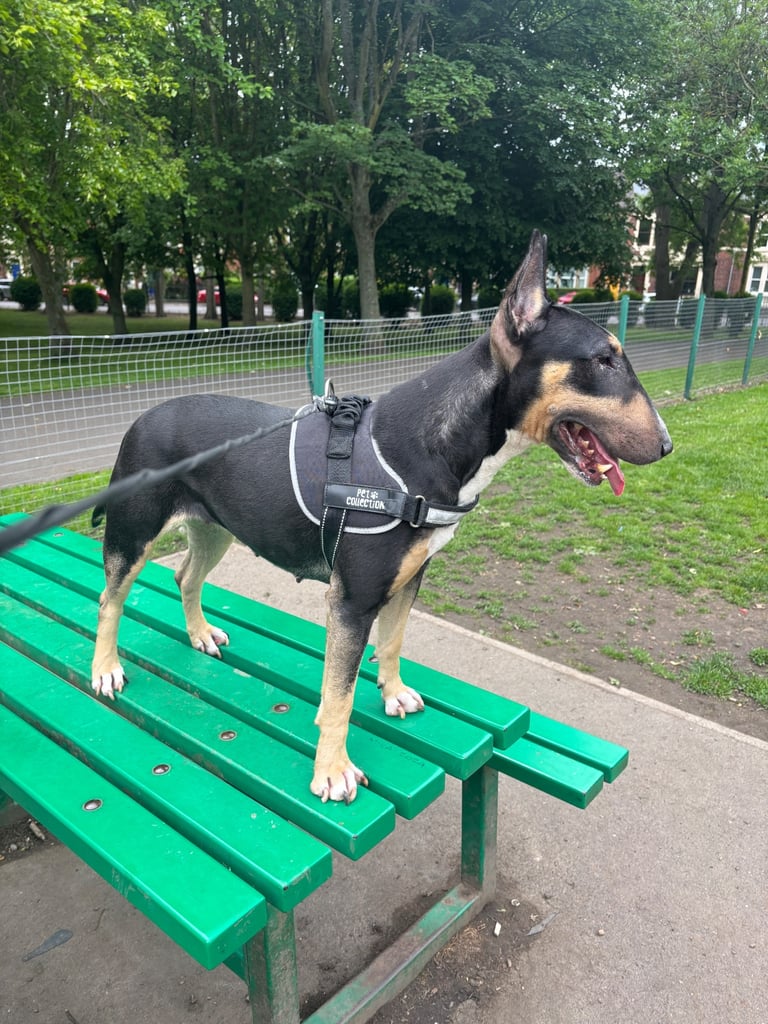 English bull terrier 