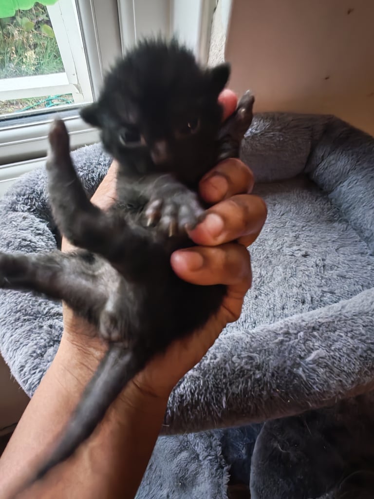 Black and white kittens for sale
