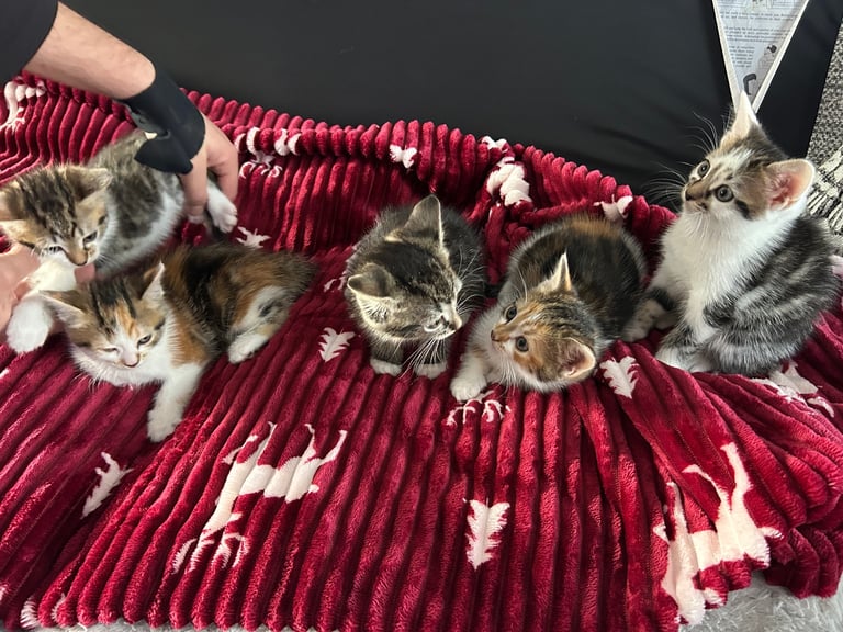 5 kittens (three left )