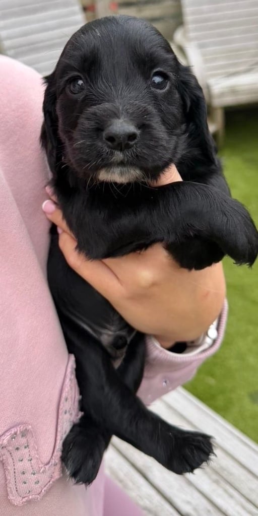 Cocker spaniel puppies 