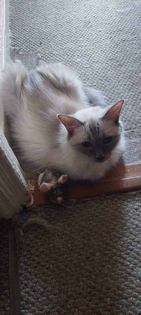 Absolutely beautiful ragdolls kittens 