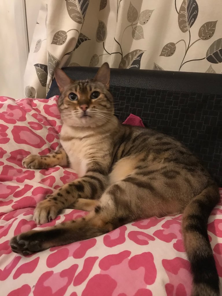 Beautiful Snow Bengal 