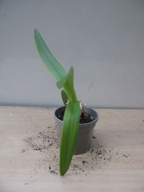 Amaryllis plant
